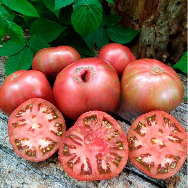 Tomato seeds Dwarf Fred's Tie Dye 50 seeds