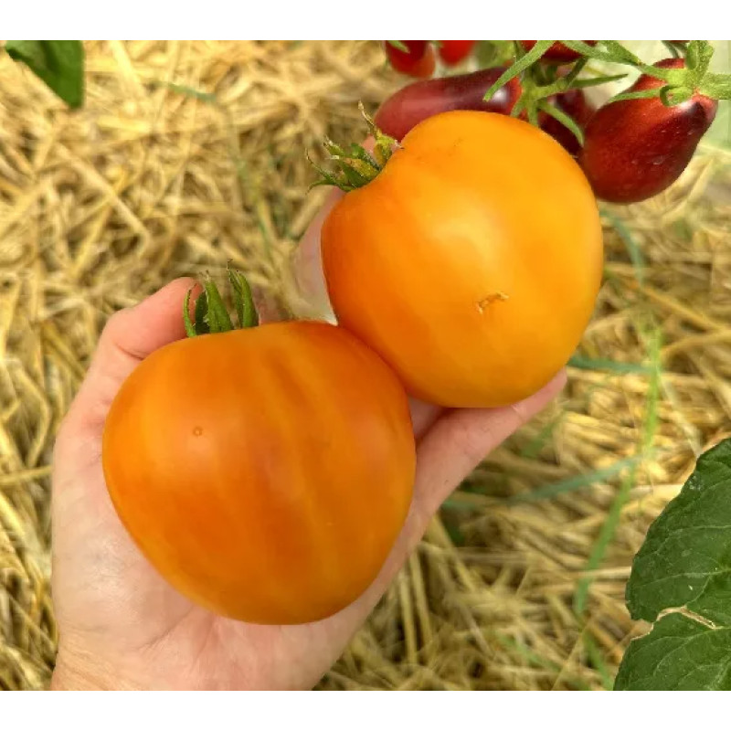 Tomato seeds Dwarf Gloria's Treat 50 seeds