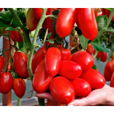 Seeds of medium-fruited tomato Agafya F1 10 seeds