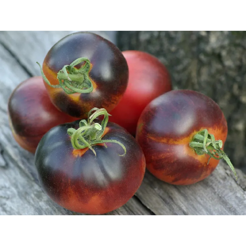 Seeds of medium-fruited tomato Bandol Blues (Bandol Blues) 10 seeds