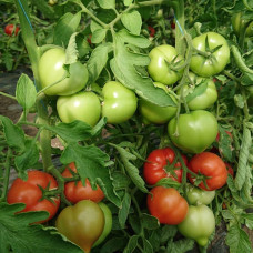 Seeds of medium-fruited tomato Borov F1 10 seeds