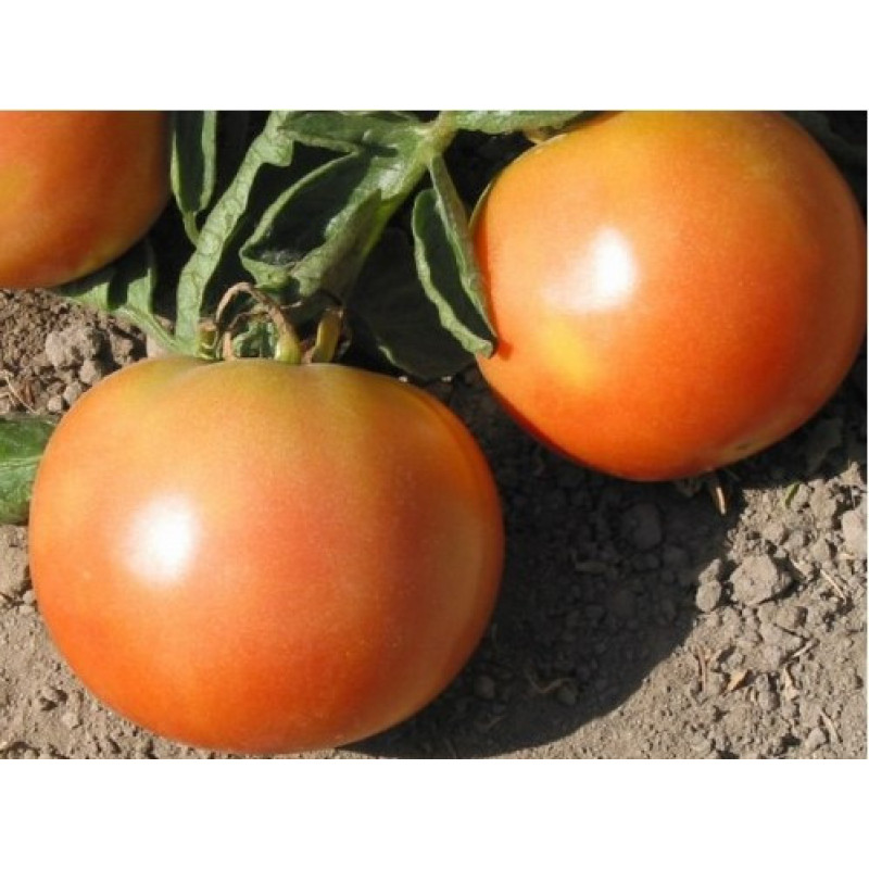 Medium-fruited tomato seeds Long-lasting 15 seeds