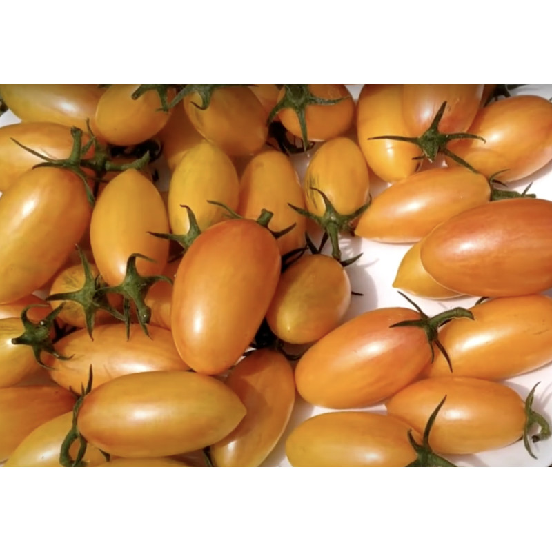 Medium-fruited tomato seeds Tomato seeds Kotya F1 10 seeds