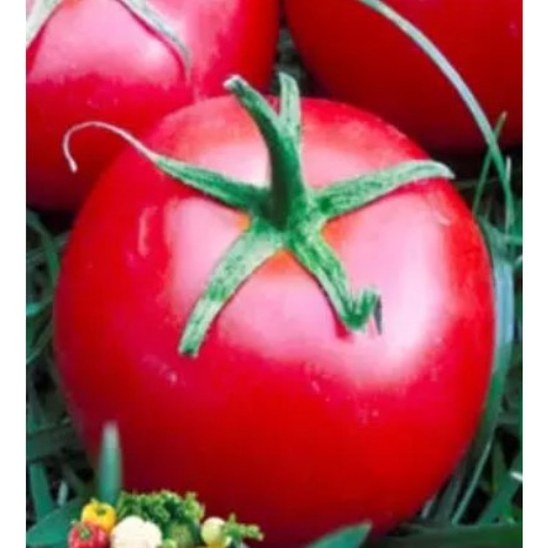 Seeds of medium-fruited tomato Chaika 30 seeds
