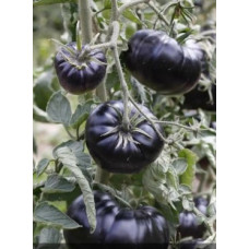 Medium-fruited tomato seeds Black Beauty 15 seeds
