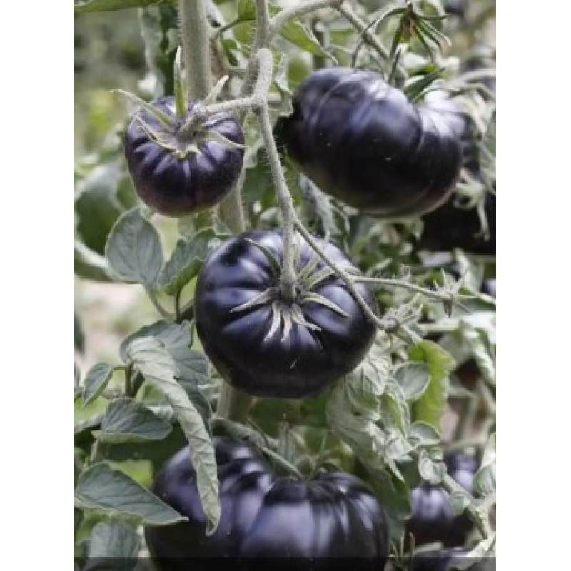 Medium-fruited tomato seeds Black Beauty 15 seeds