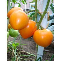 Heart-shaped tomato seeds Guardsman F1 10 seeds