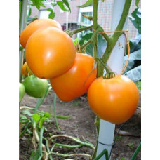 Heart-shaped tomato seeds Guardsman F1 10 seeds