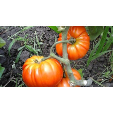 Heart-shaped tomato seeds Gellone 30 seeds