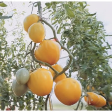 Heart-shaped tomato seeds Giselle F1 10 seeds