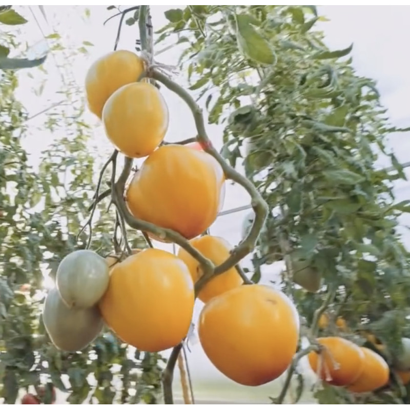 Heart-shaped tomato seeds Giselle F1 10 seeds