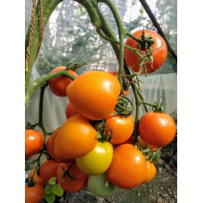 Heart-shaped tomato seeds Starfall F1 10 seeds