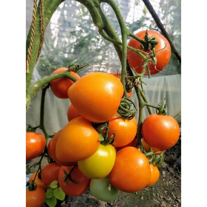 Heart-shaped tomato seeds Starfall F1 10 seeds
