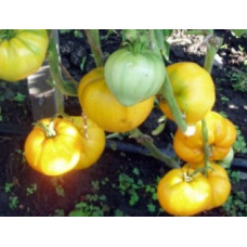 Heart Tomato Seeds Lunar Delight 30 Seeds