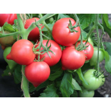 Heart-shaped tomato seeds Lyubomir F1 10 seeds