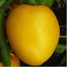 Heart Tomato Seeds Honey Barrel 30 Seeds