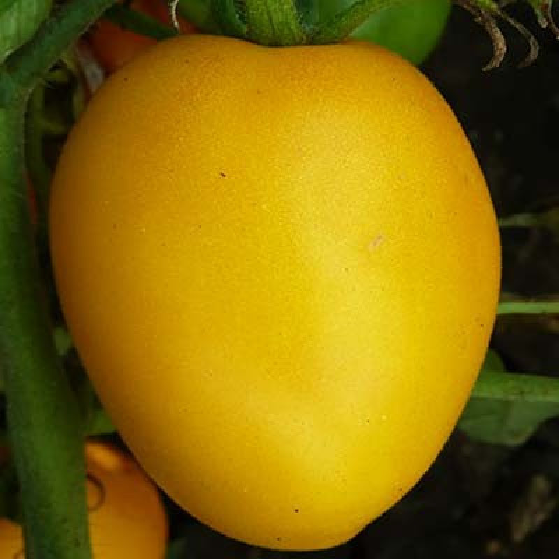 Heart Tomato Seeds Honey Barrel 30 Seeds