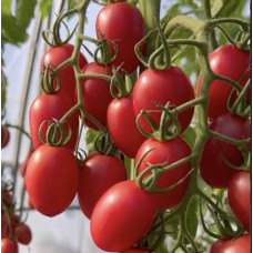 Heart-shaped tomato seeds Monet F1 10 seeds