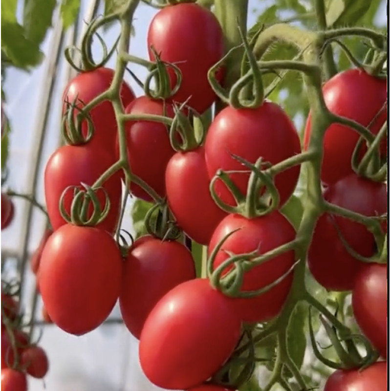 Heart-shaped tomato seeds Monet F1 10 seeds