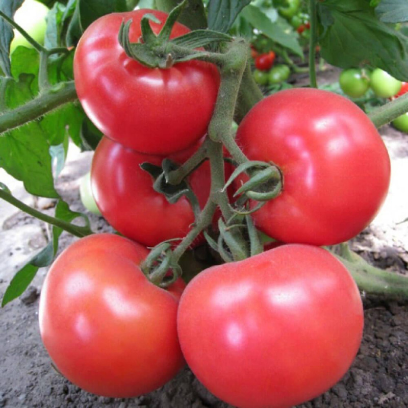 Heart-shaped tomato seeds Miron F1 10 seeds