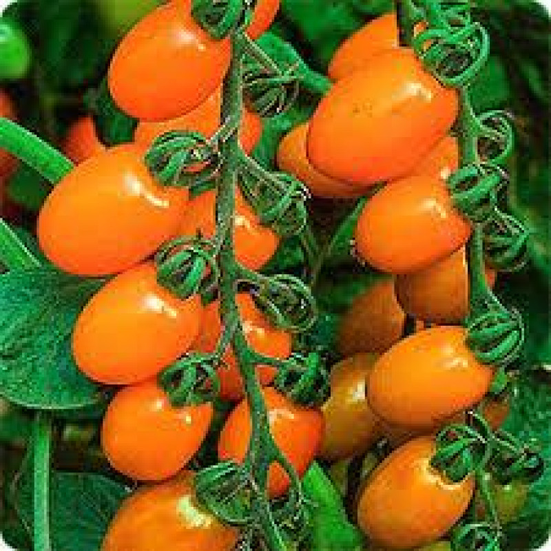 Heart-shaped tomato seeds Zumba F1 10 seeds