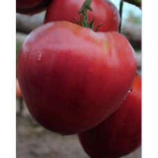 Heart-shaped tomato seeds Father Goriot 15 seeds