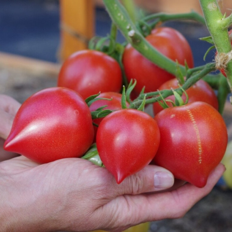 Heart-shaped tomato seeds Daddy's daughter F1 10 seeds
