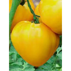 Heart Tomato Seeds Polish Yellow Heart 15 Seeds