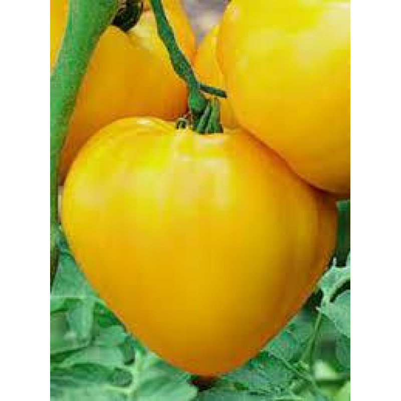 Heart Tomato Seeds Polish Yellow Heart 15 Seeds