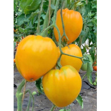 Heart-shaped tomato seeds Orange Spam F1 10 seeds