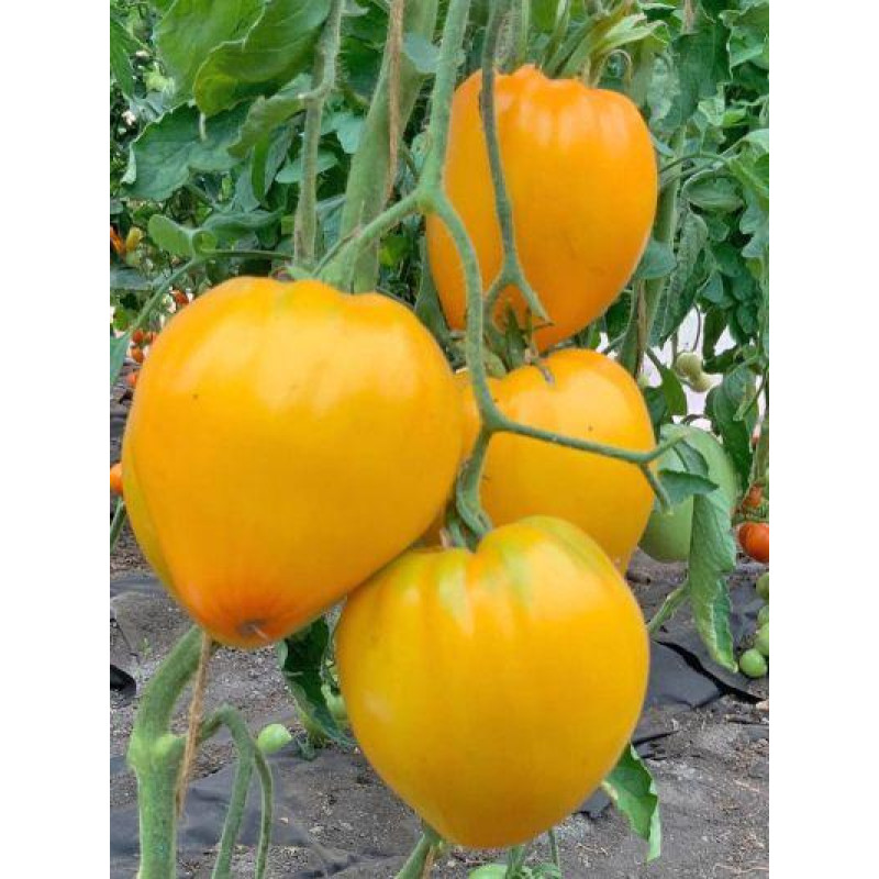 Heart-shaped tomato seeds Orange Spam F1 10 seeds