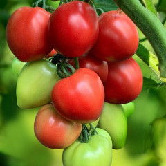 Heart-shaped tomato seeds Pink Hype F1 10 seeds
