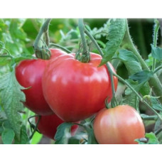Heart-shaped tomato seeds Pink Spam F1 10 seeds