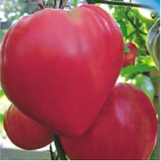 Heart Tomato Seeds Pink Honey 30 Seeds