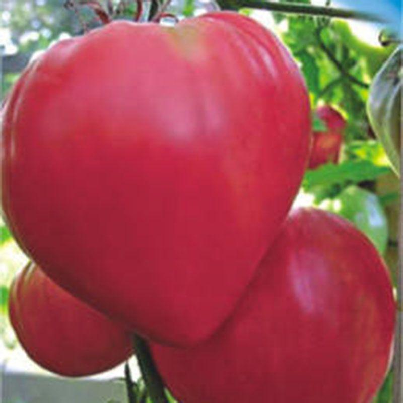Heart Tomato Seeds Pink Honey 30 Seeds