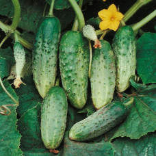 Cucumber seeds Golubchik F1 15 pcs