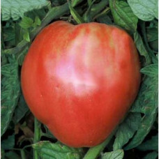 Heart of America Tomato Seeds 30 Seeds