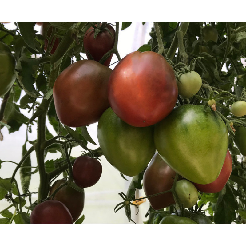 Heart Tomato Seeds Dark Brown Honey 10 seeds