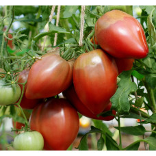 Heart Tomato Seeds Purple Heart 15 Seeds