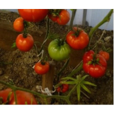 Heart Tomato Seeds Red Sunset Horizon 15 Seeds
