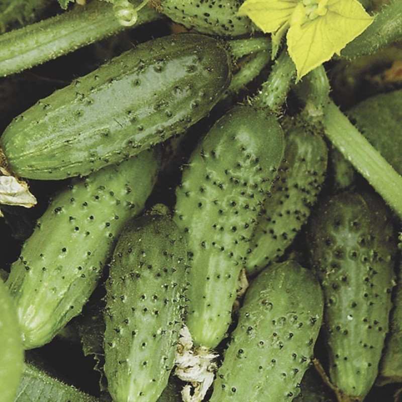 Cucumber seeds Bush Plus 30 g