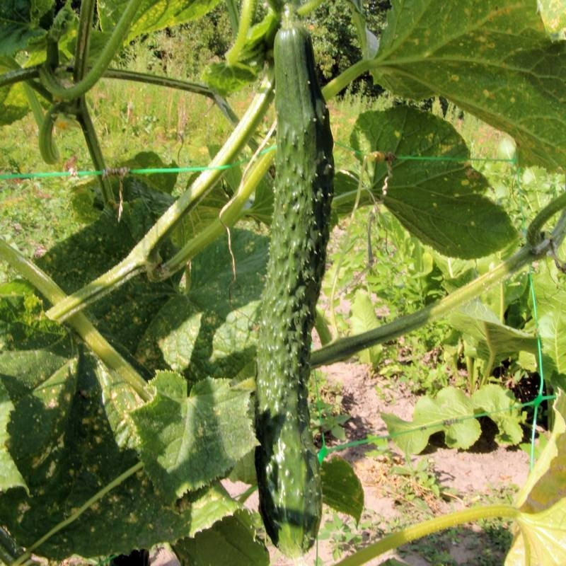 Cucumber seeds Chinese miracle 3 grams