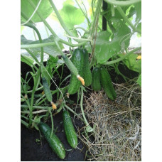 Cucumber seeds Courage F1 10 pcs