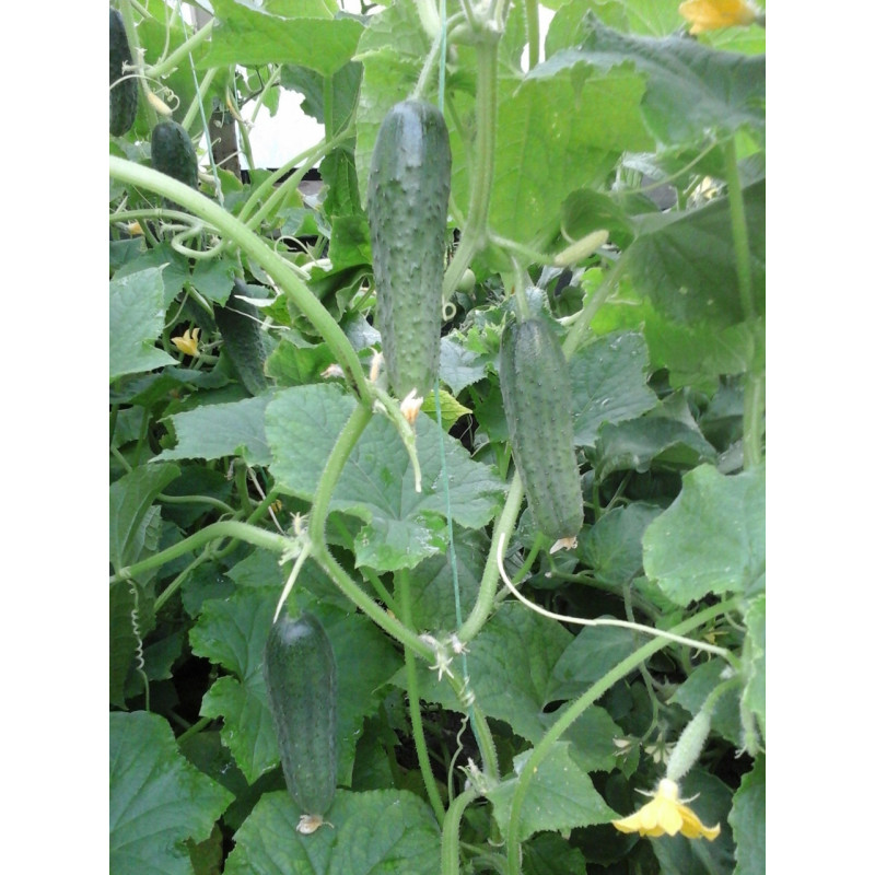 Cucumber seeds Courage F1 10 pcs