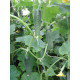 Cucumber seeds Courage F1 10 pcs