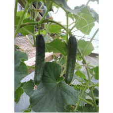 Cucumber seeds Bombay F1 50 seeds