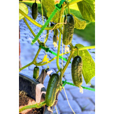 Cucumber seeds Couplet F1 - 50 seeds