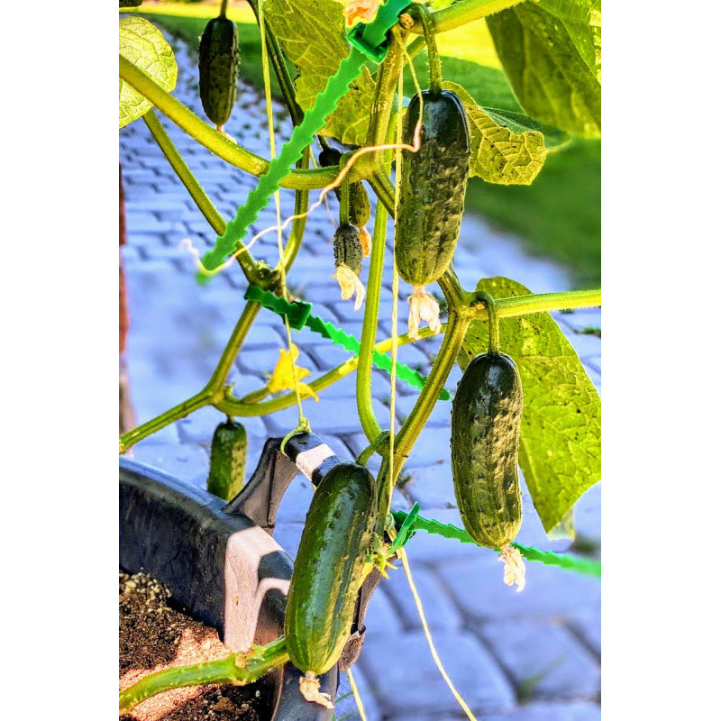 Cucumber seeds Couplet F1 - 50 seeds