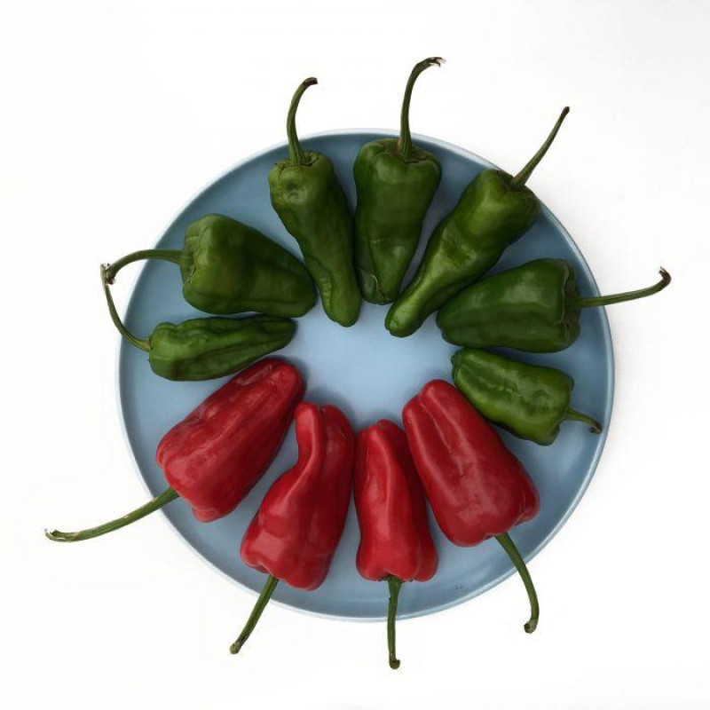 Padron pepper seeds 20 seeds