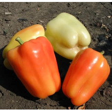 Flamingo pepper seeds 20 seeds